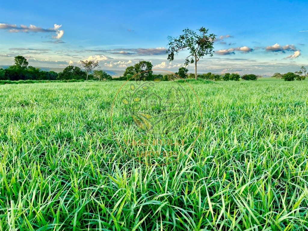 Fazenda à venda - Foto 6