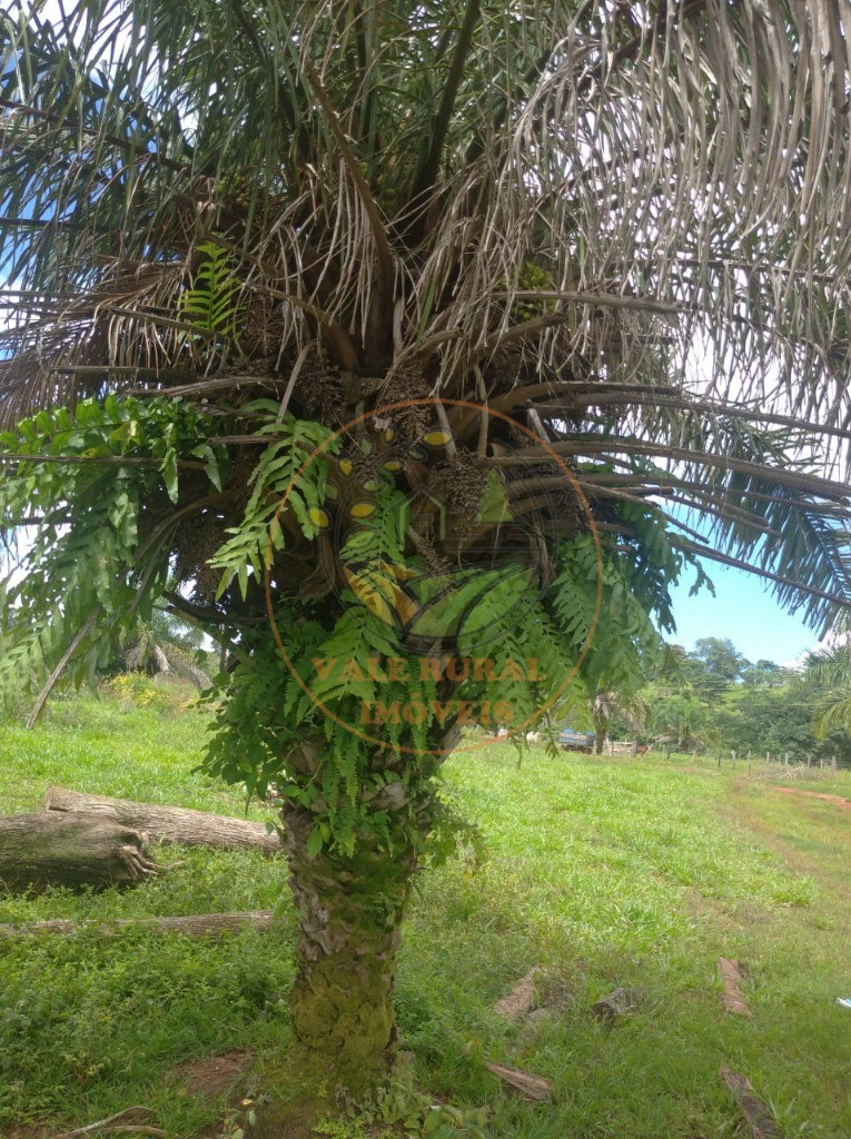 Fazenda à venda - Foto 4