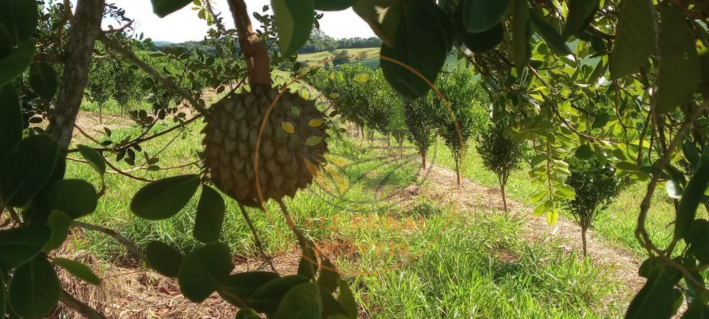 Fazenda à venda - Foto 67