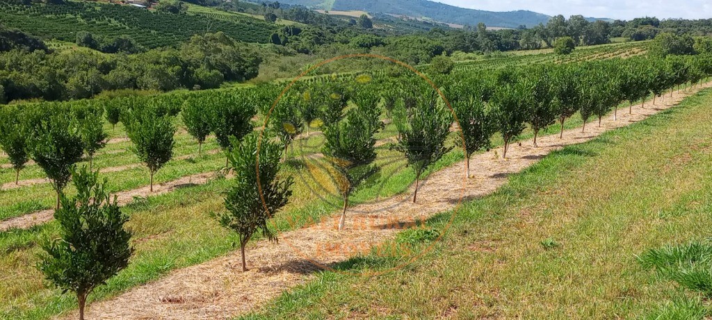 Fazenda à venda - Foto 13