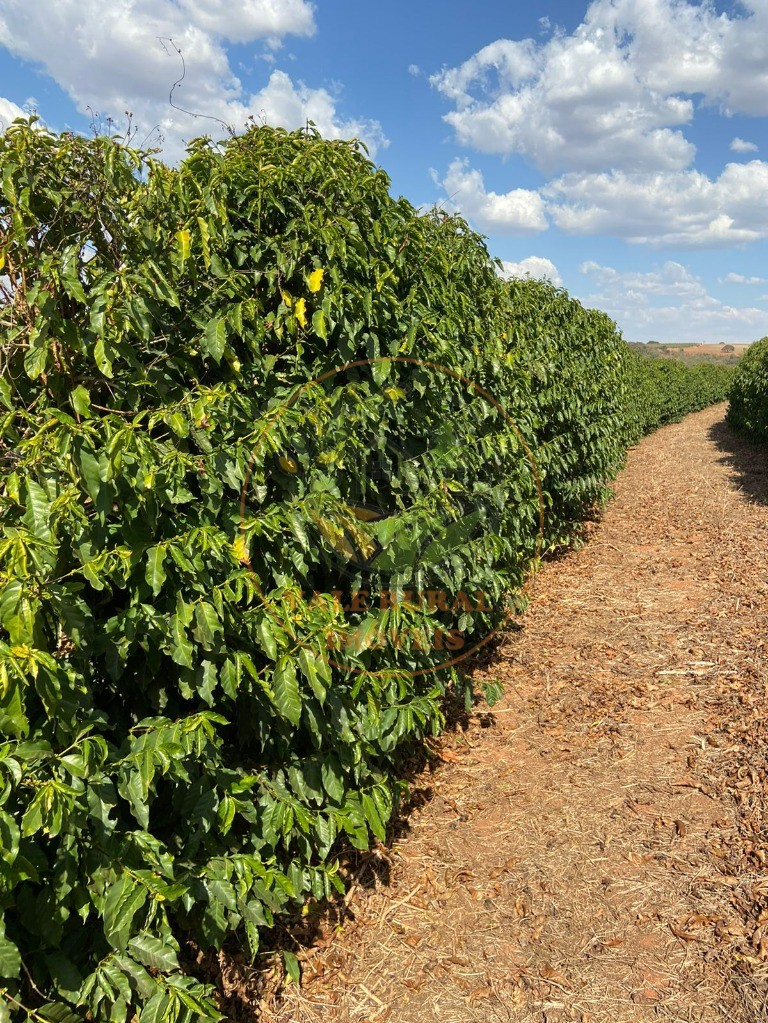 Fazenda à venda - Foto 11