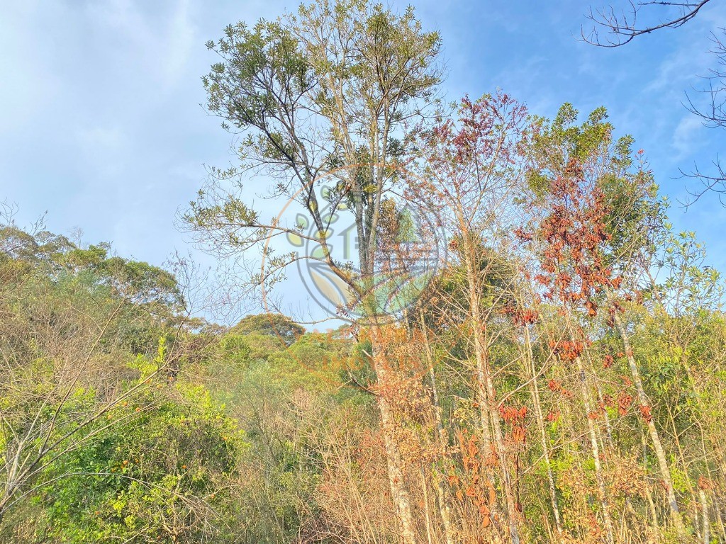 Haras e Área Rural Padrão à venda - Foto 3