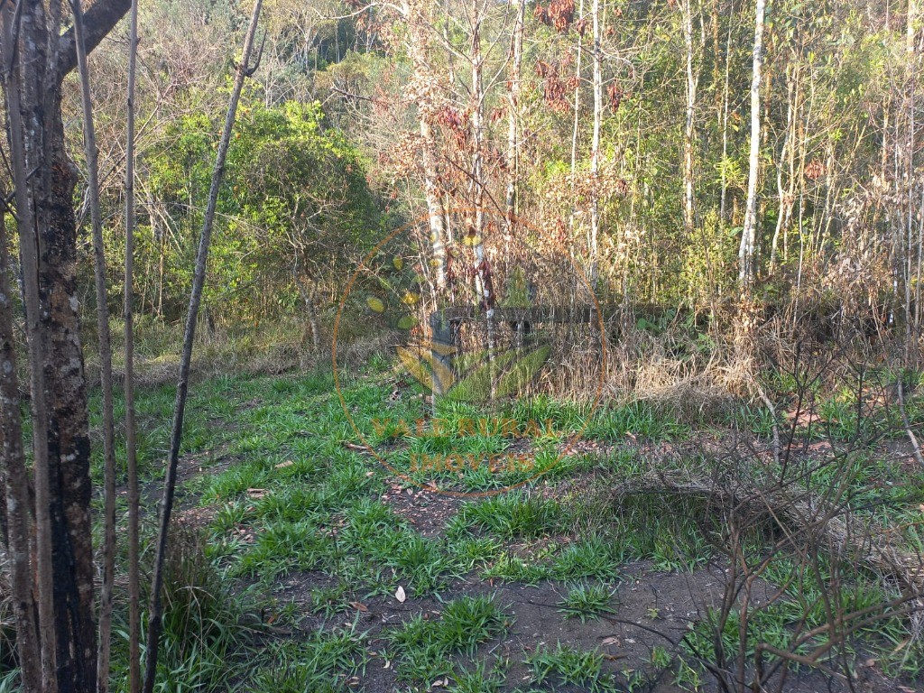 Haras e Área Rural Padrão à venda - Foto 13