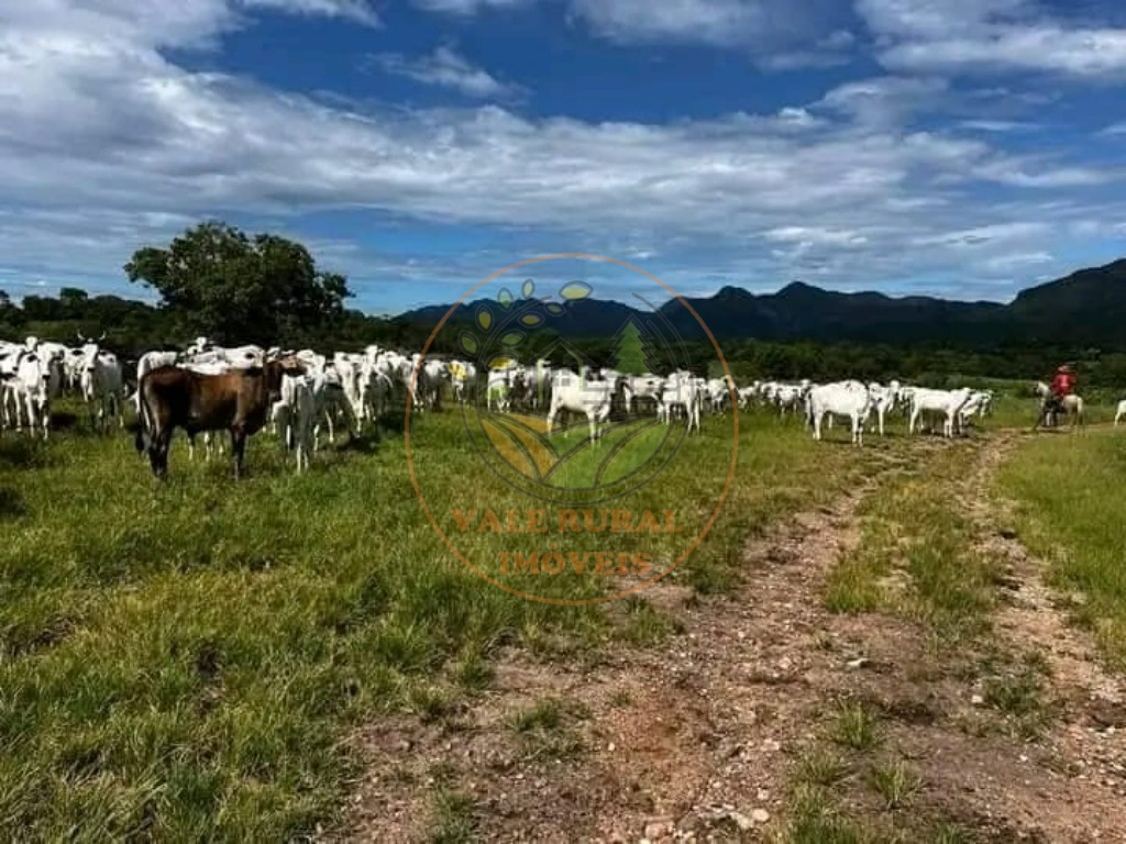 Fazenda à venda - Foto 5