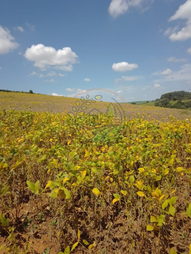 Fazenda à venda - Foto 14