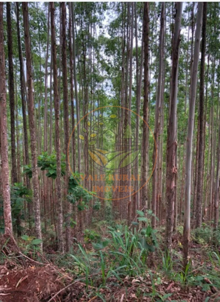 Haras e Área Rural Padrão à venda - Foto 8