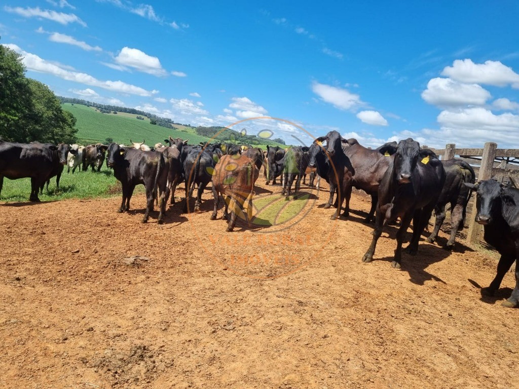 Fazenda à venda com 3 quartos - Foto 2