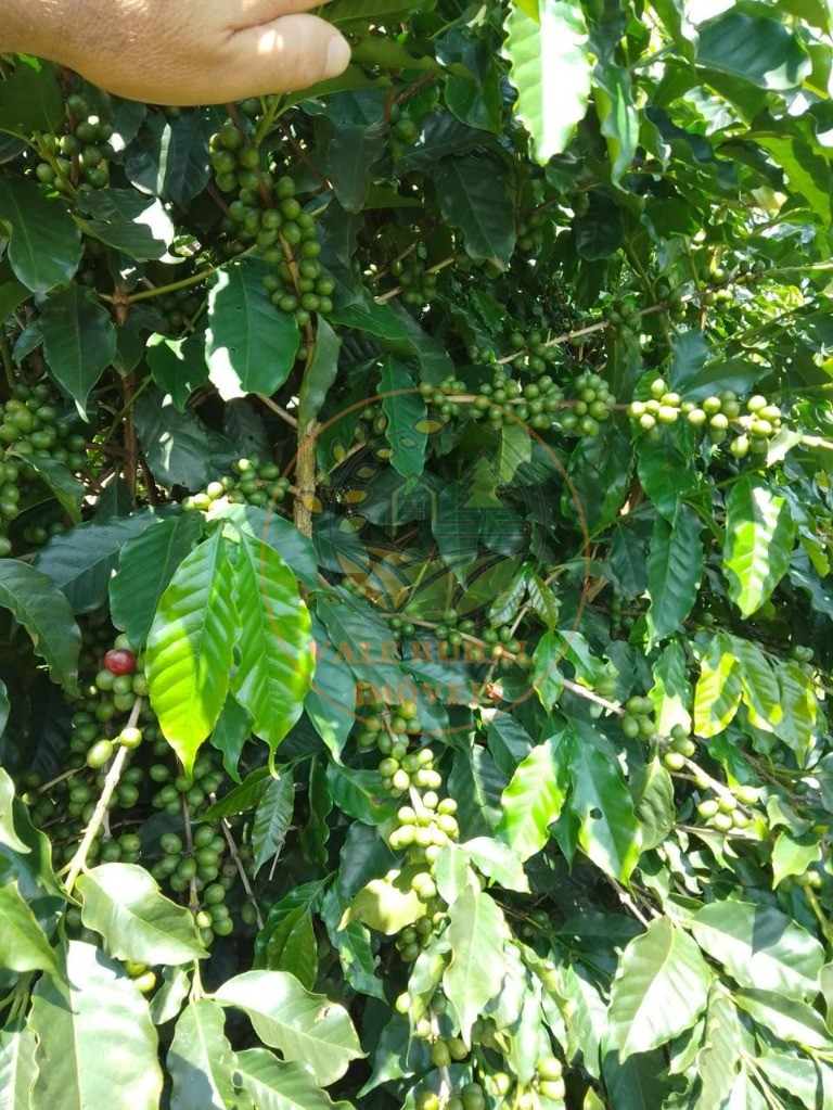 Fazenda à venda - Foto 17