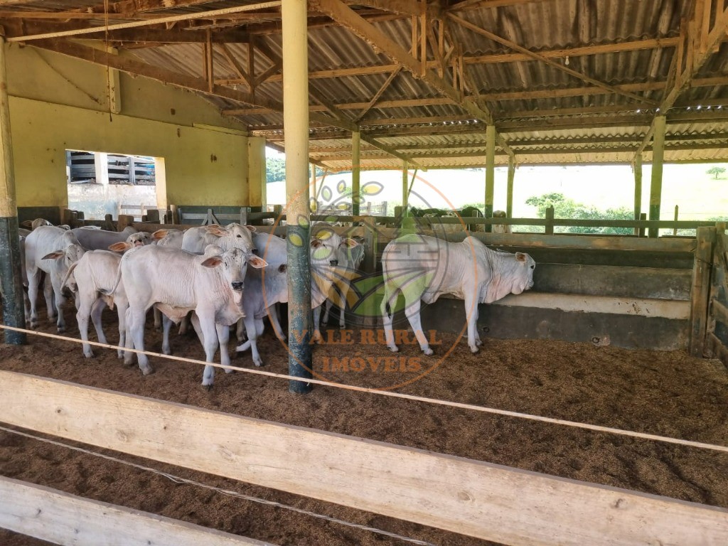 Fazenda à venda com 3 quartos - Foto 5