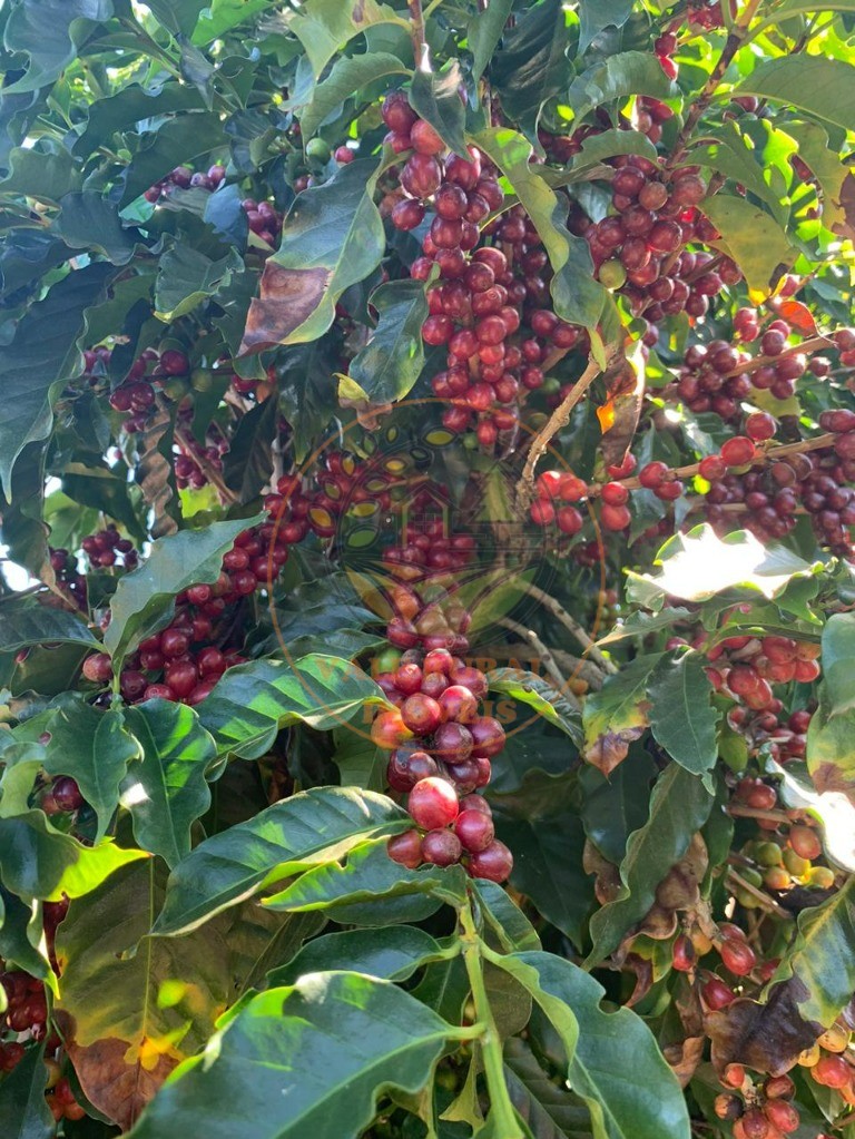 Fazenda à venda com 4 quartos - Foto 18