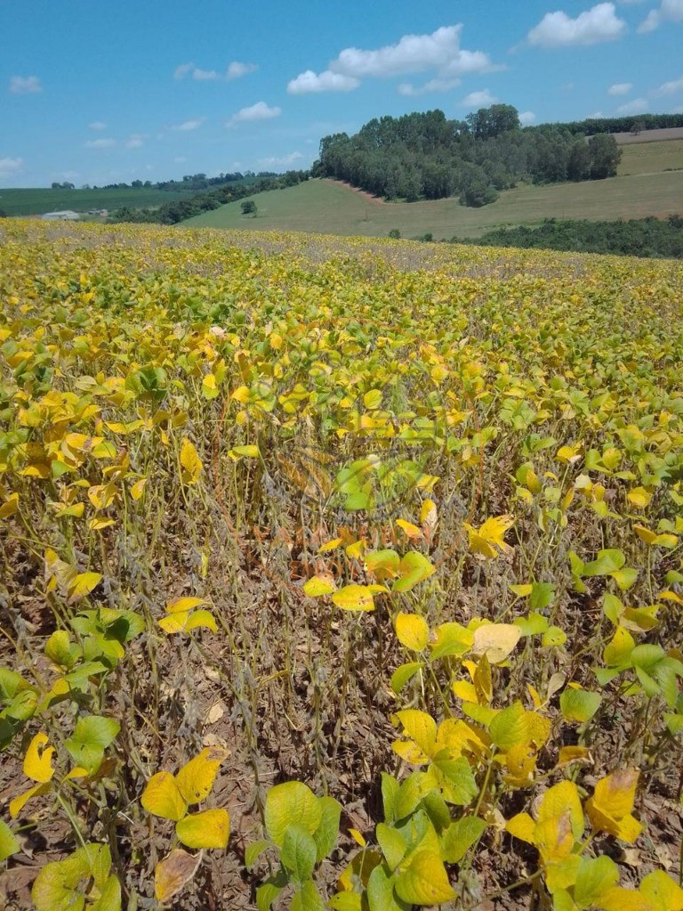 Fazenda à venda - Foto 15