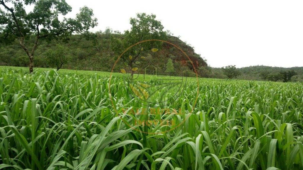 Fazenda à venda - Foto 1