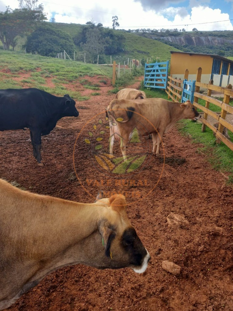 Fazenda à venda - Foto 12