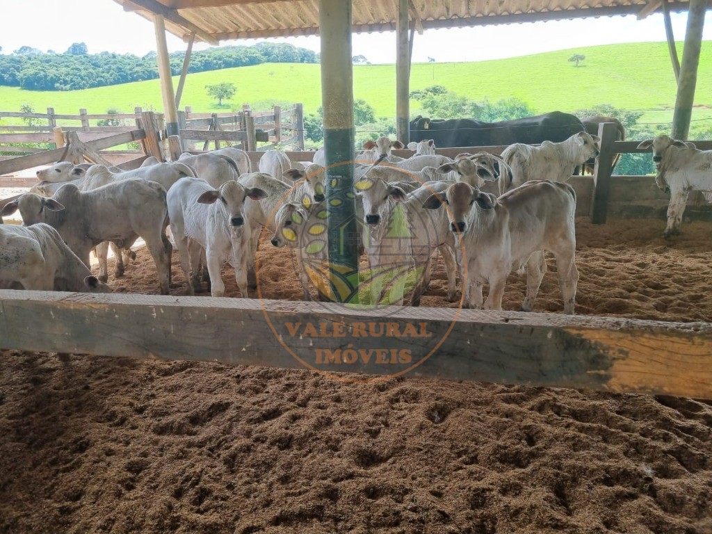 Fazenda à venda com 3 quartos - Foto 4