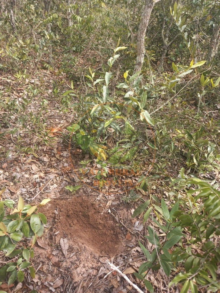 Fazenda à venda - Foto 2