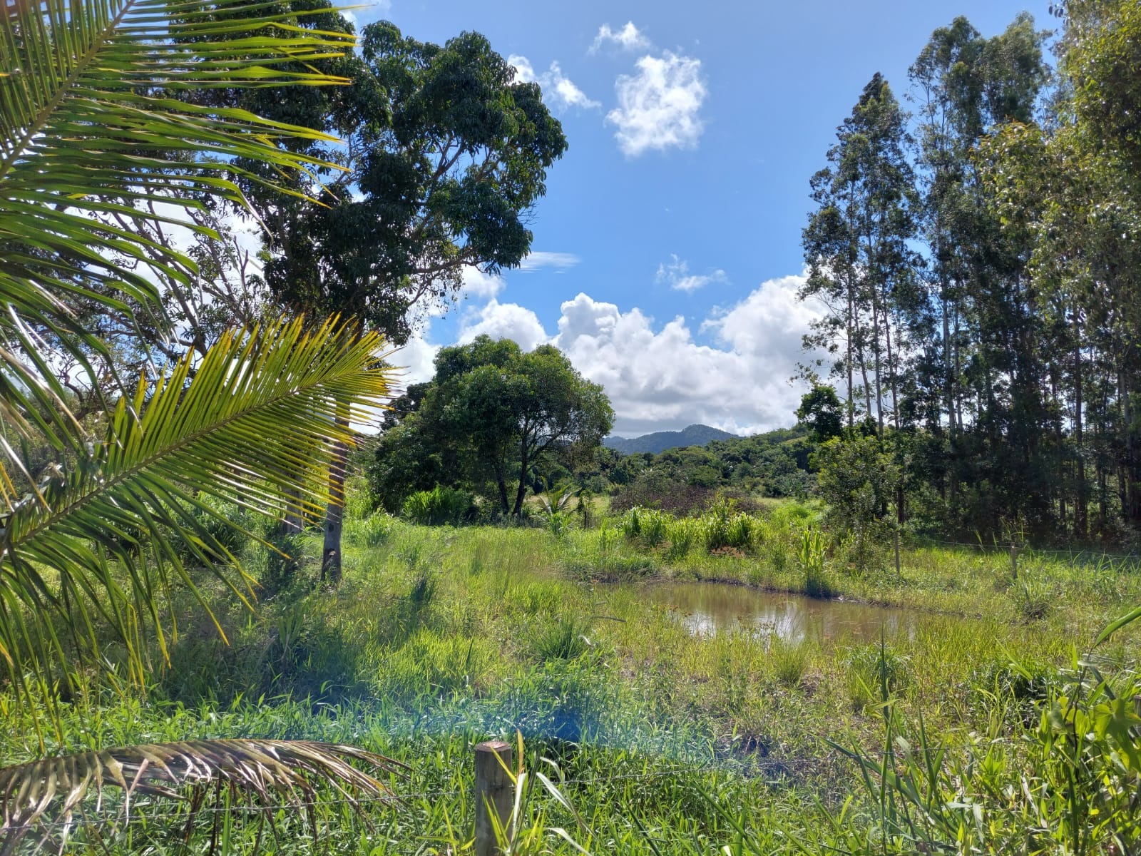 Haras e Área Rural Padrão à venda, 3092m² - Foto 5