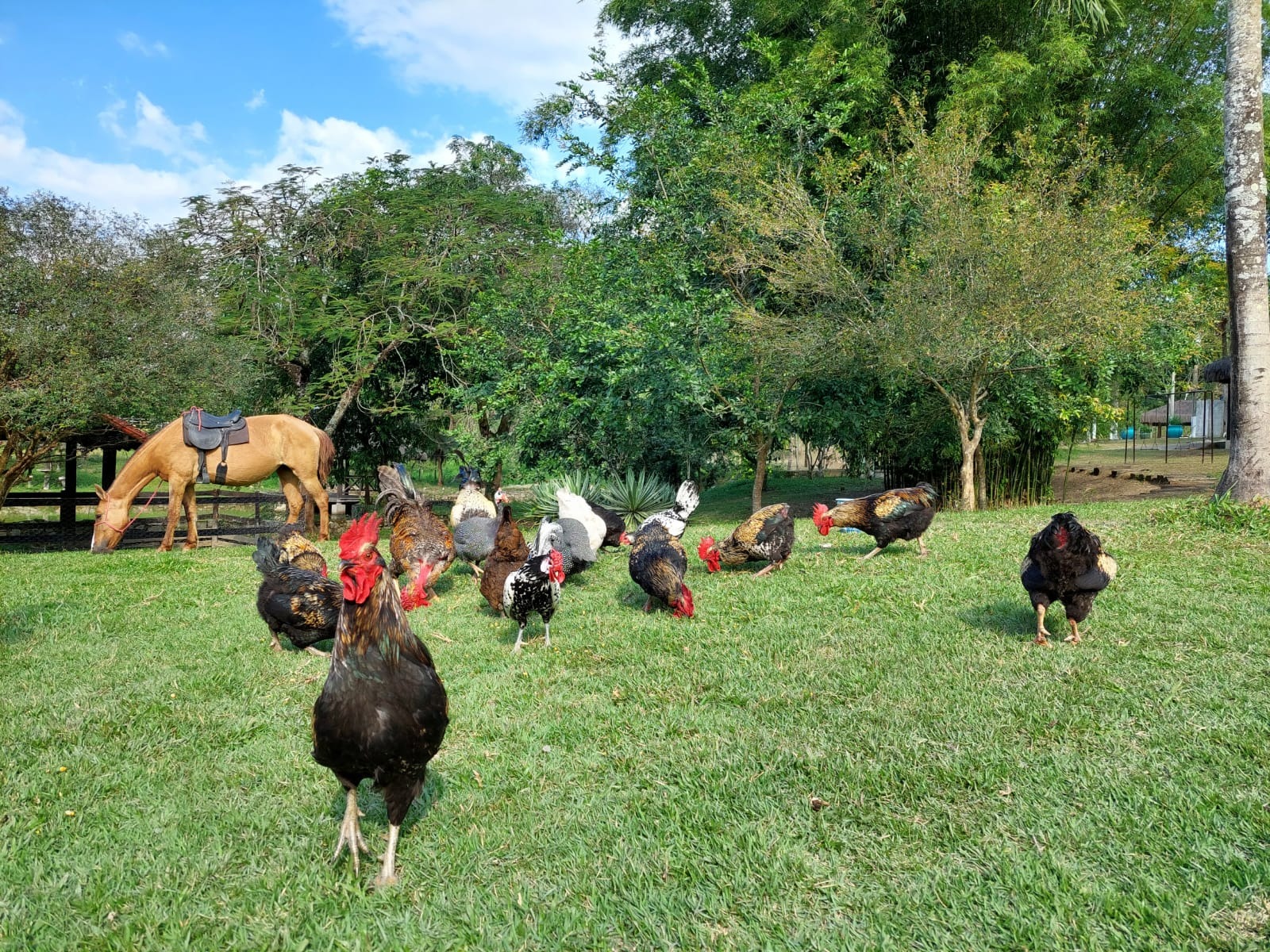 Fazenda, 10 quartos - Foto 11