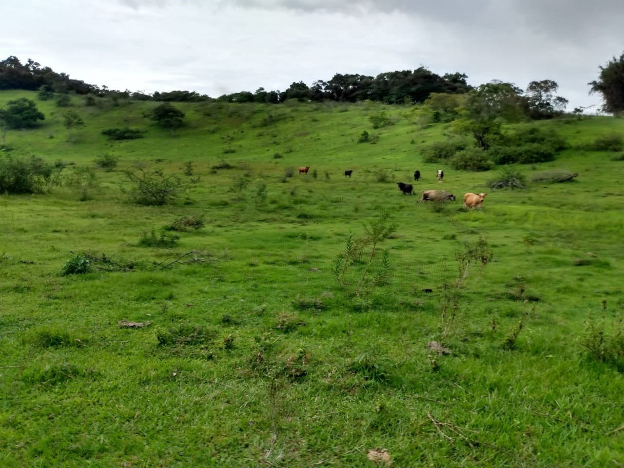 Fazenda à venda - Foto 17