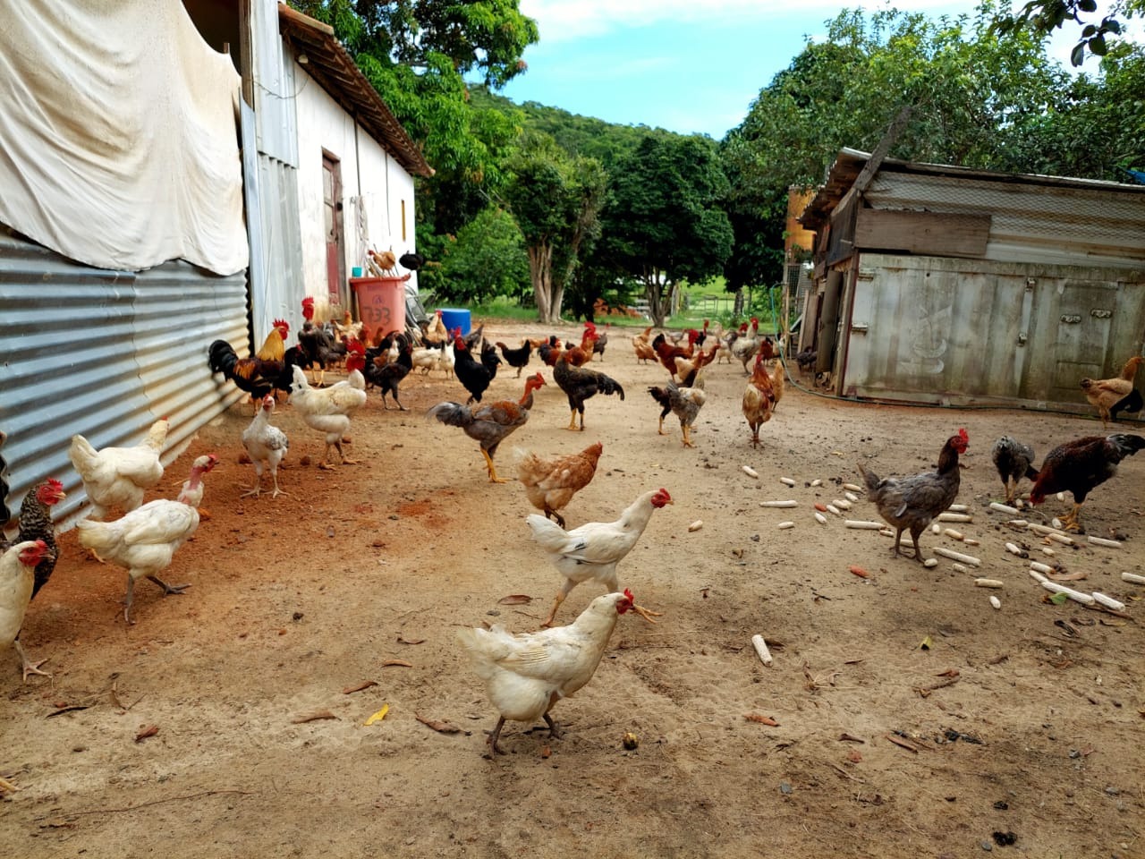 Fazenda à venda com 10 quartos - Foto 72