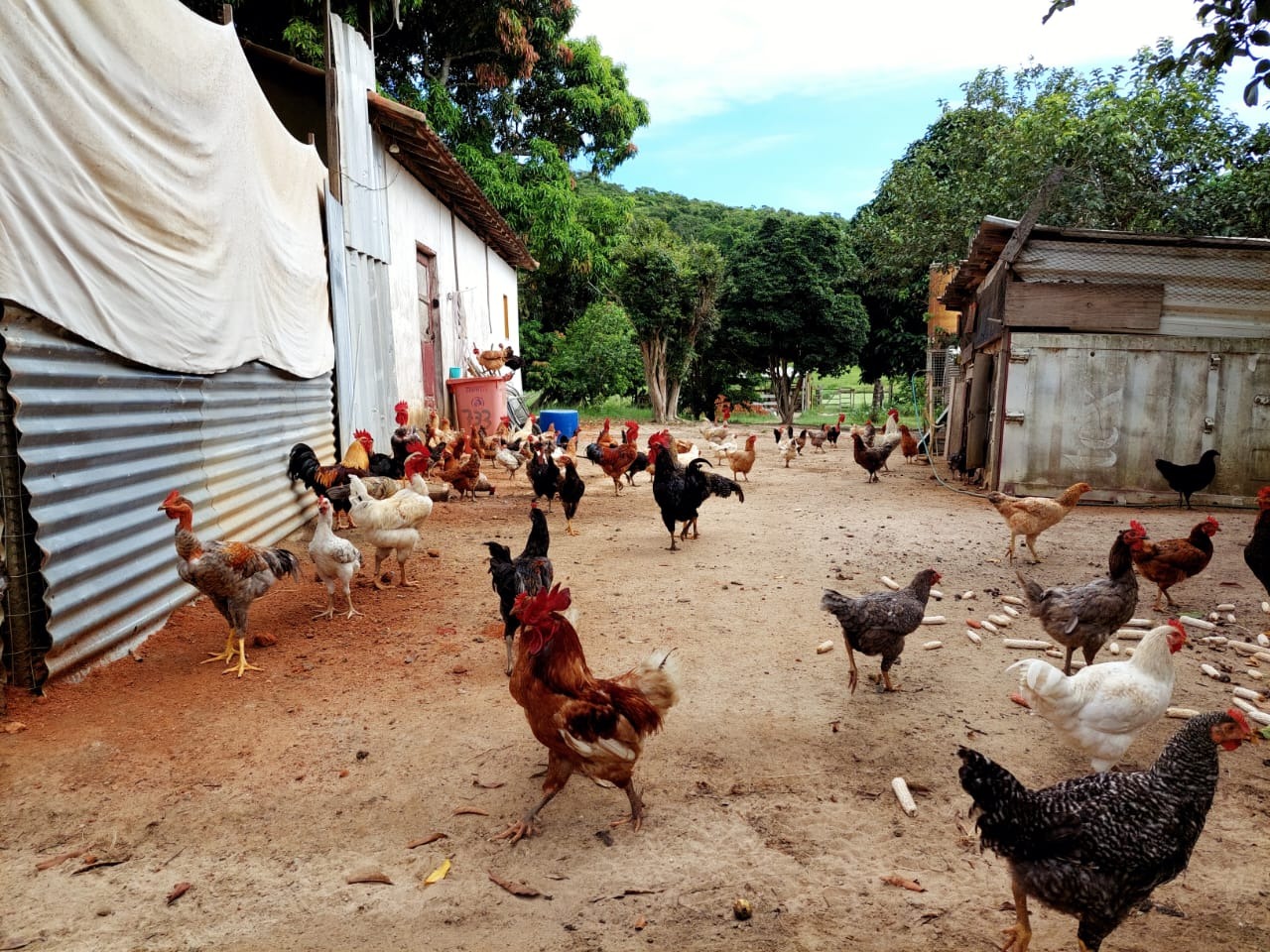 Fazenda à venda com 10 quartos - Foto 74