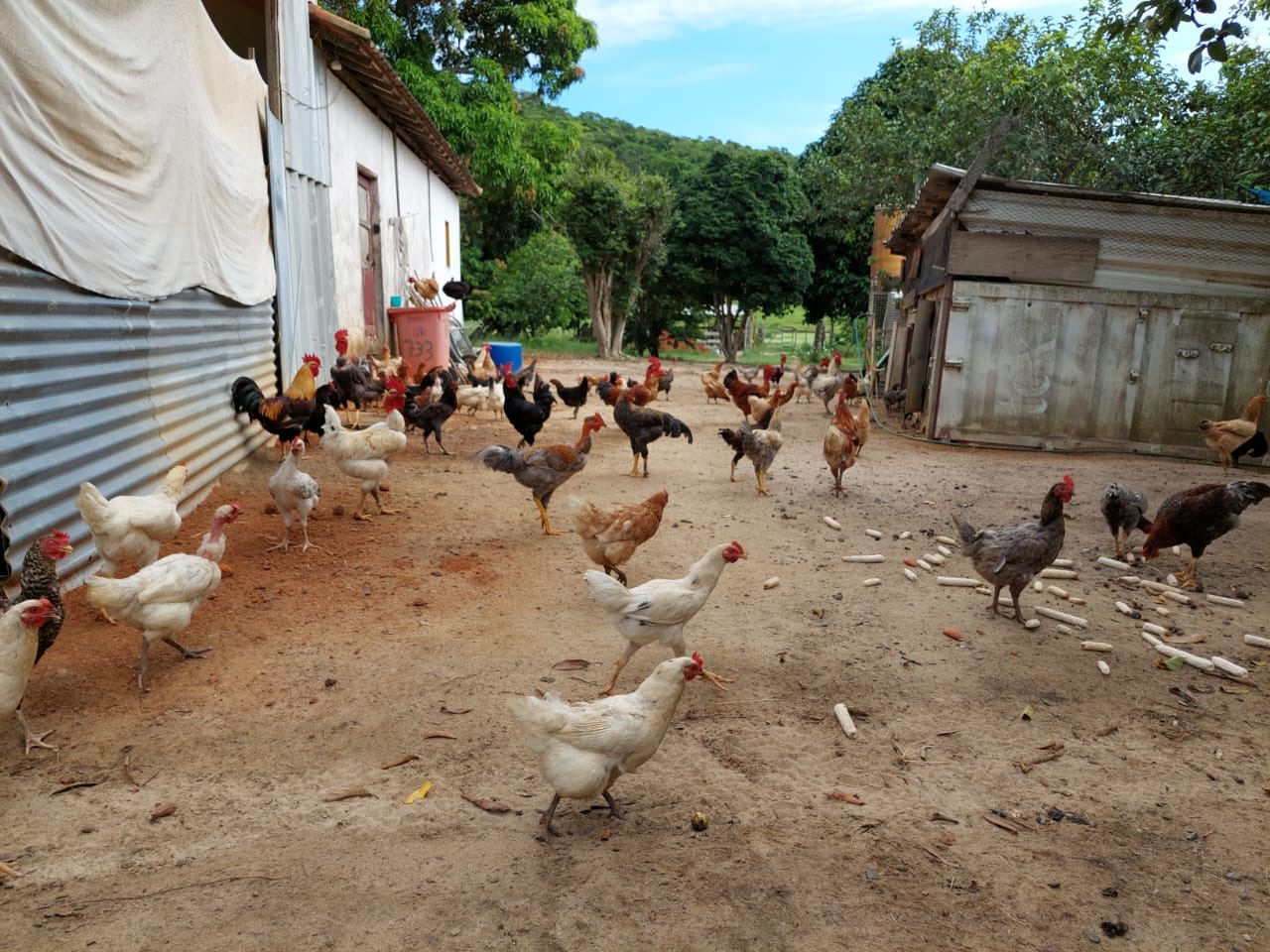 Fazenda à venda com 10 quartos - Foto 70