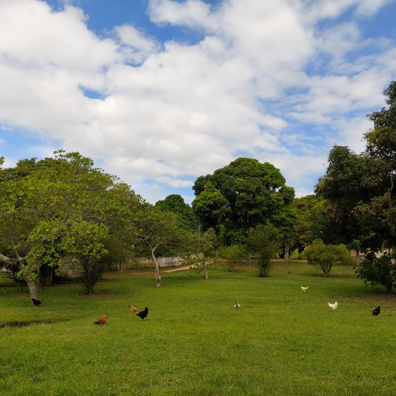 Fazenda à venda com 10 quartos - Foto 54