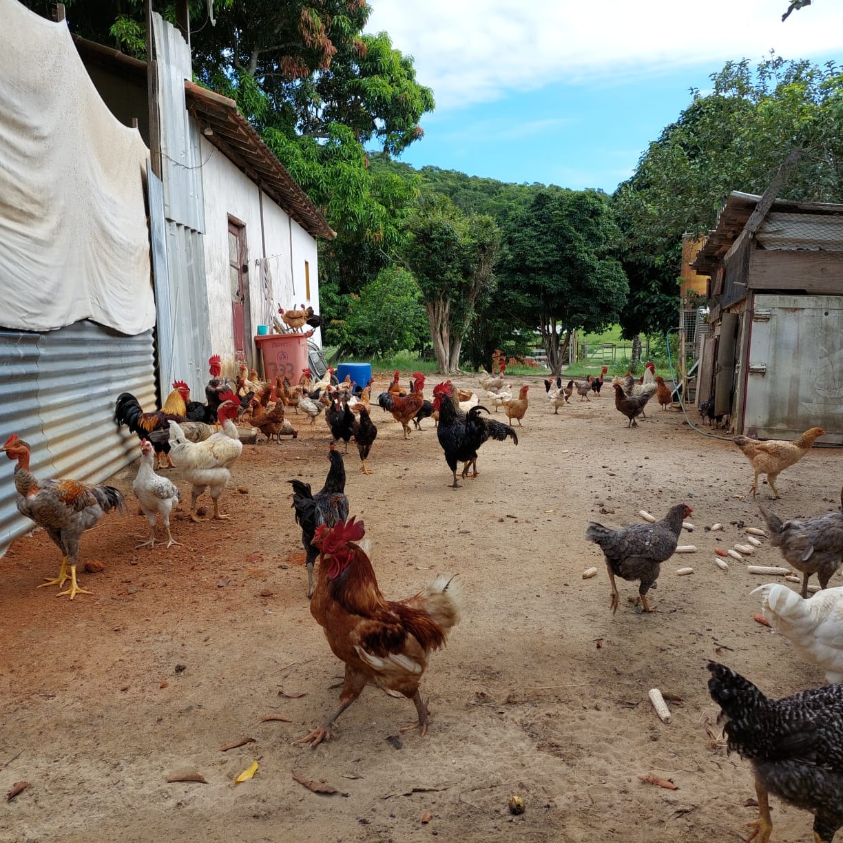 Fazenda à venda com 10 quartos - Foto 76