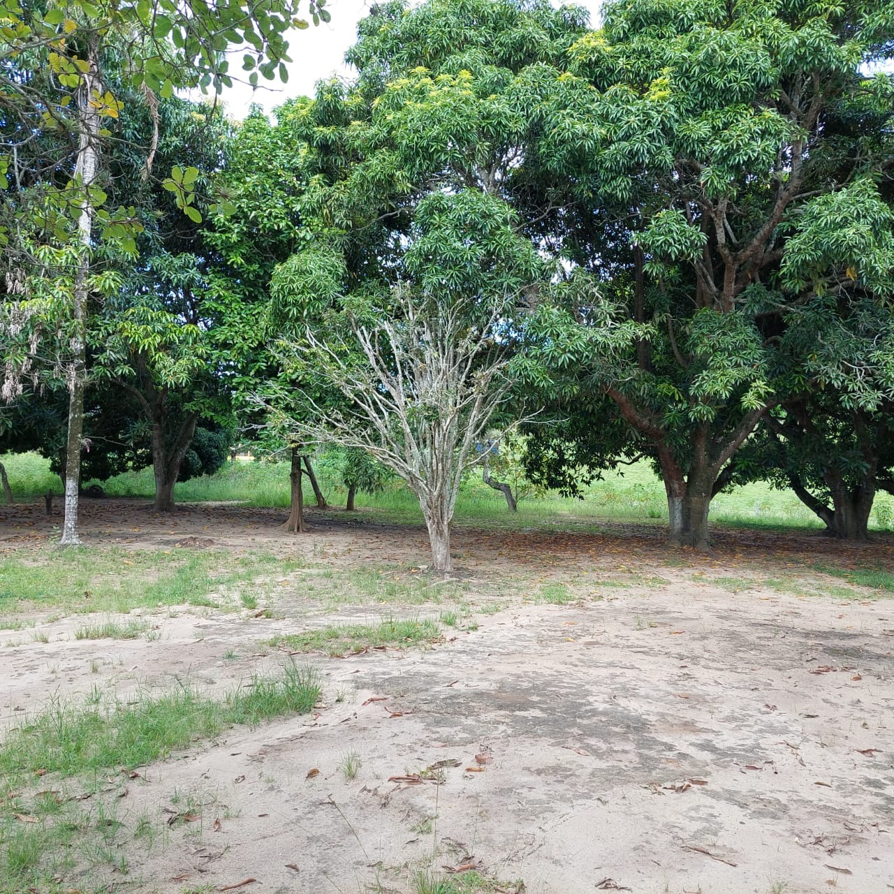 Fazenda à venda com 10 quartos - Foto 66