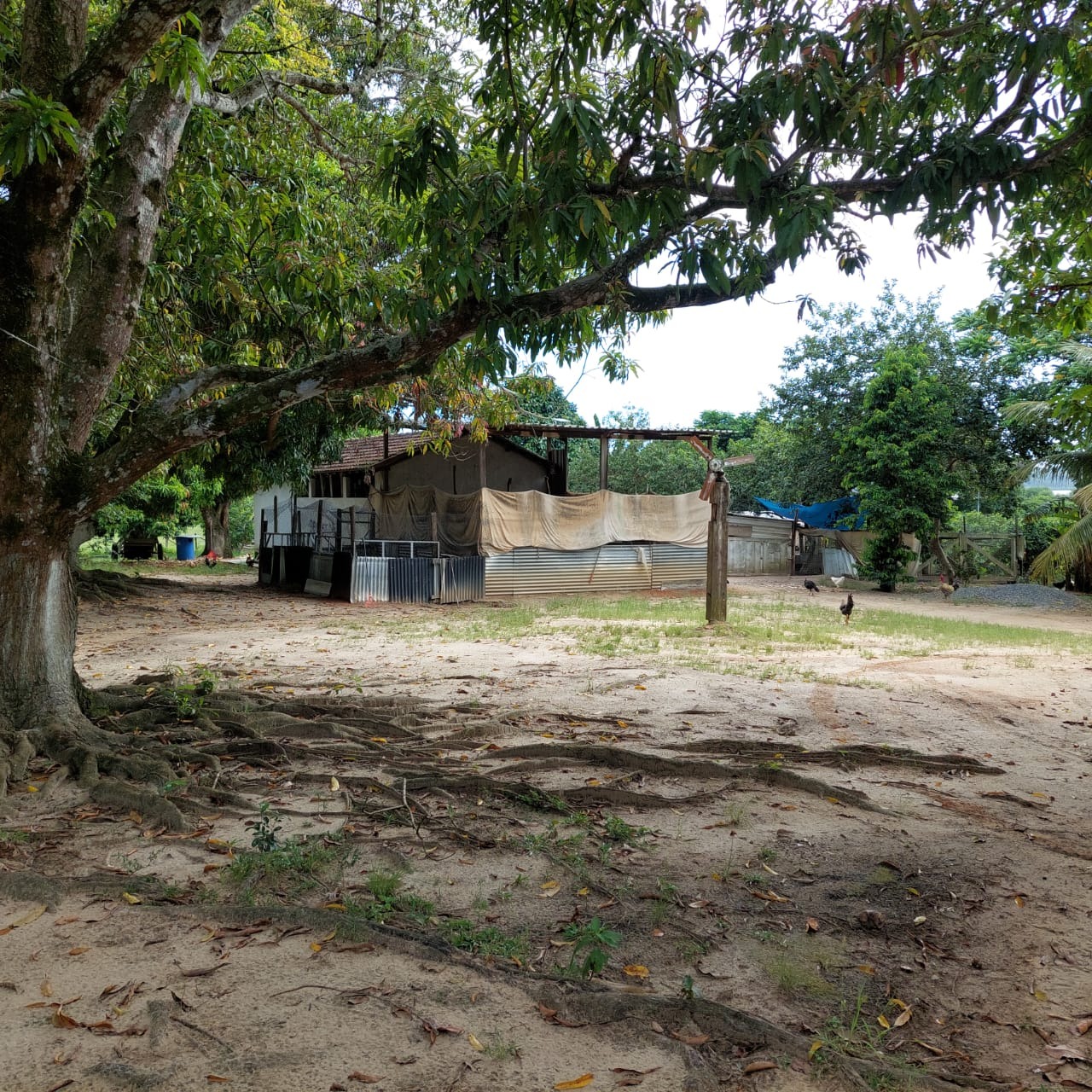 Fazenda à venda com 10 quartos - Foto 68