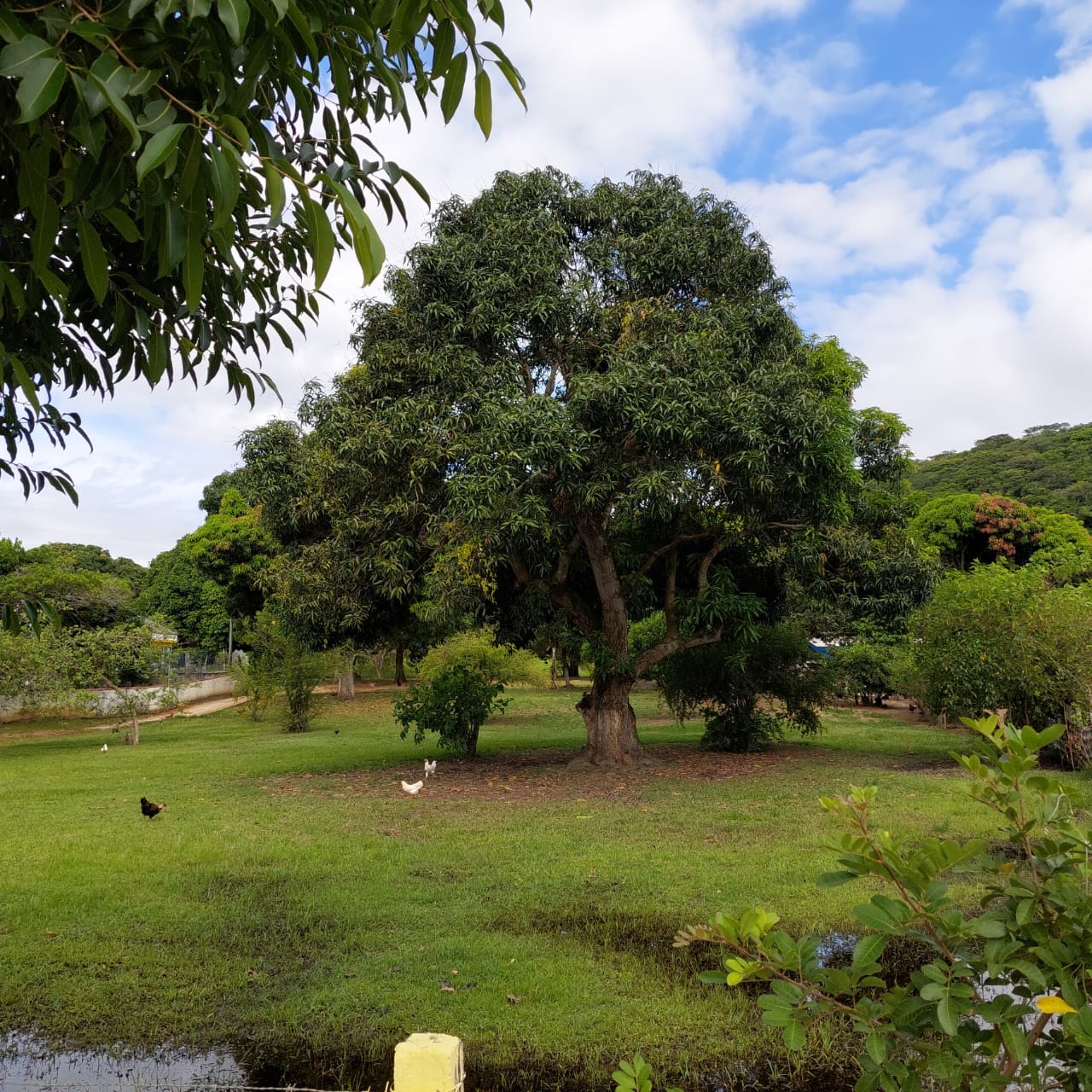 Fazenda à venda com 10 quartos - Foto 55