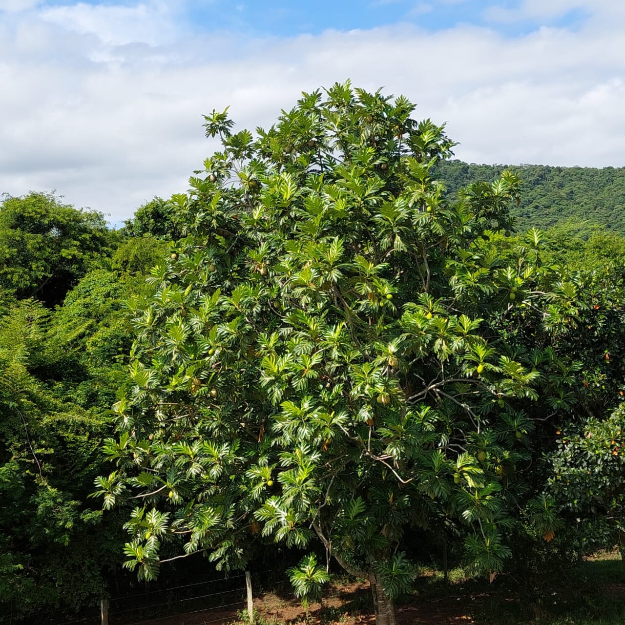 Fazenda à venda com 10 quartos - Foto 10