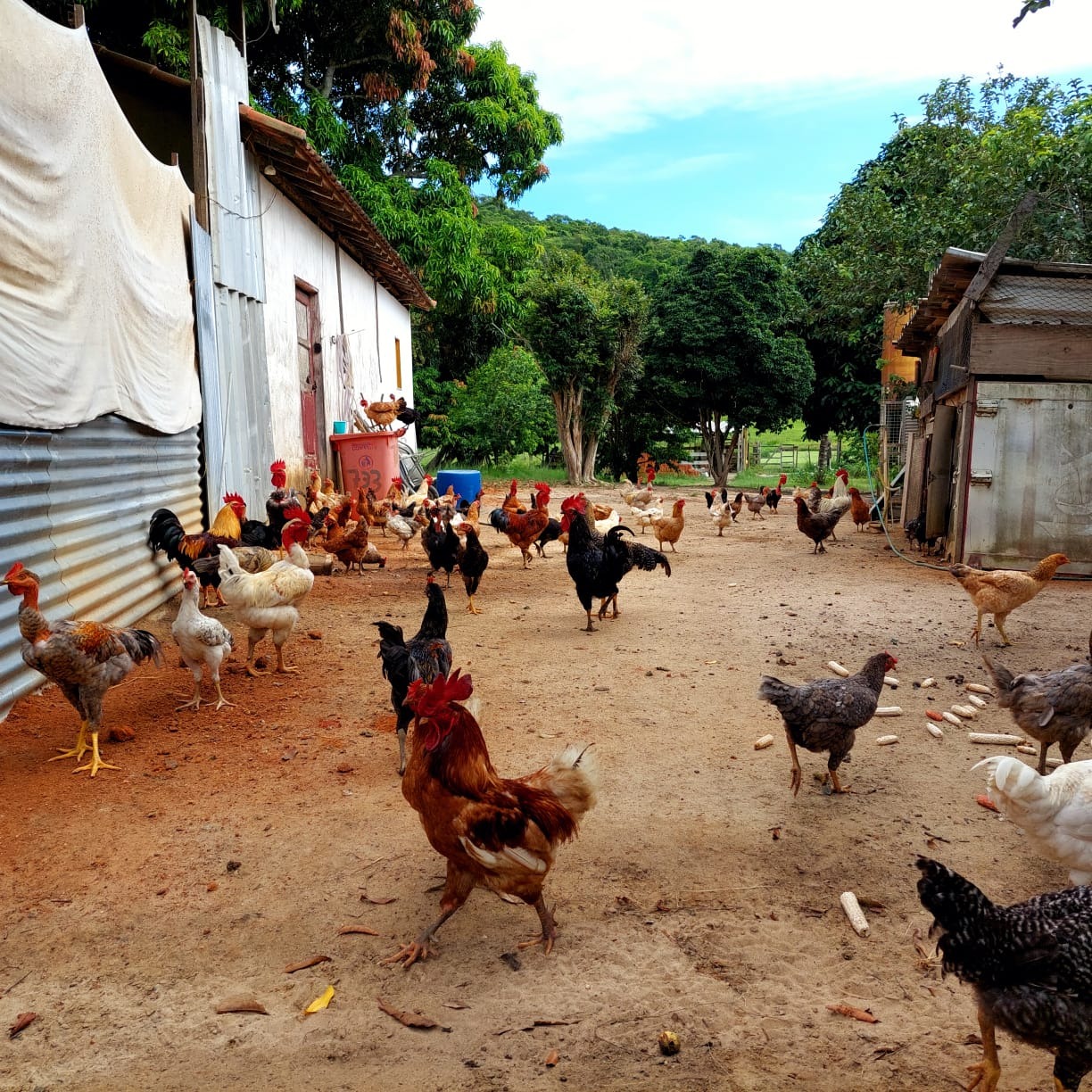 Fazenda à venda com 10 quartos - Foto 75