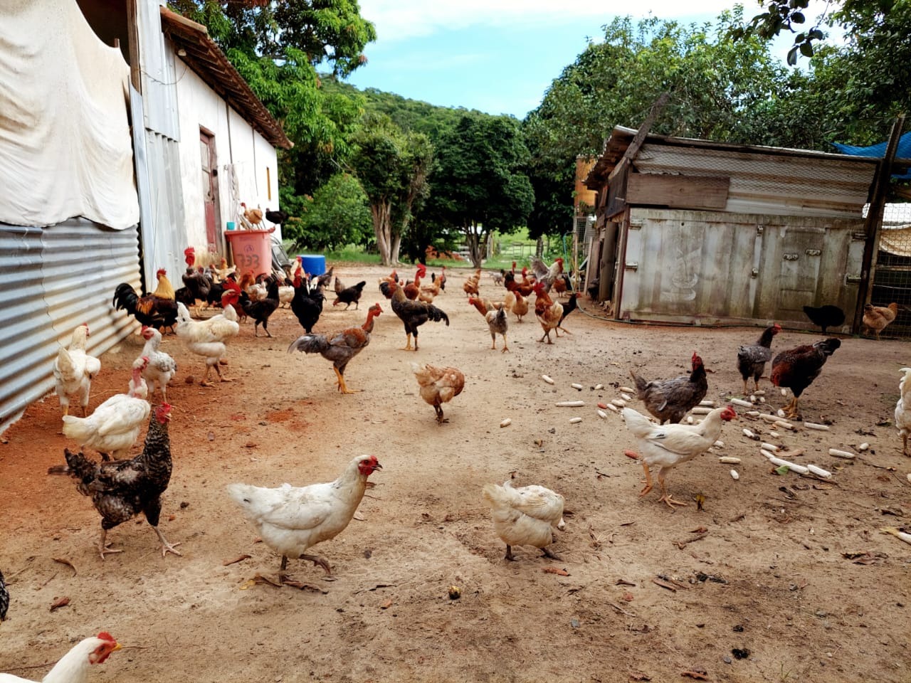 Fazenda à venda com 10 quartos - Foto 71