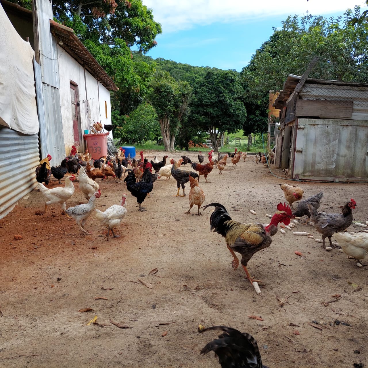 Fazenda à venda com 10 quartos - Foto 81