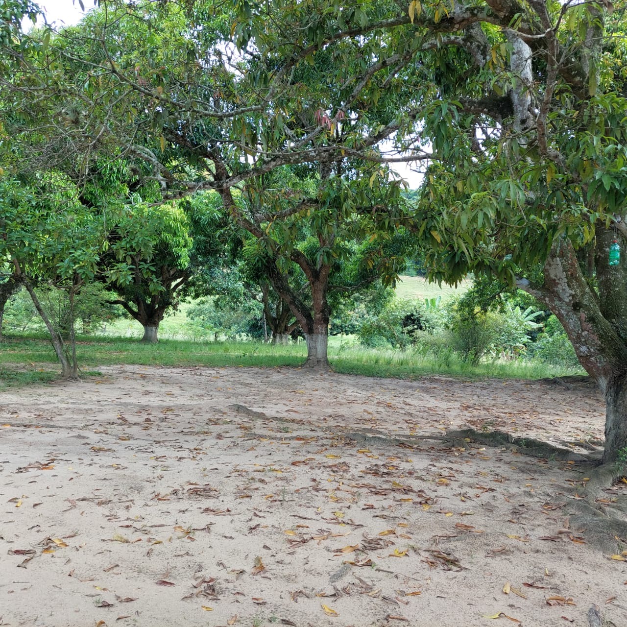 Fazenda à venda com 10 quartos - Foto 67