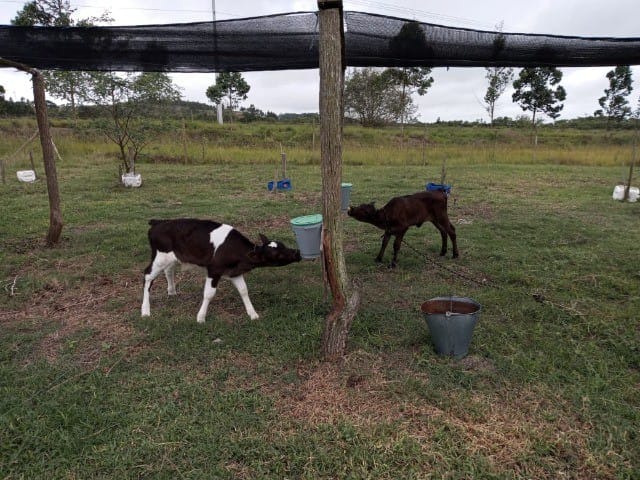 Fazenda à venda com 5 quartos - Foto 15