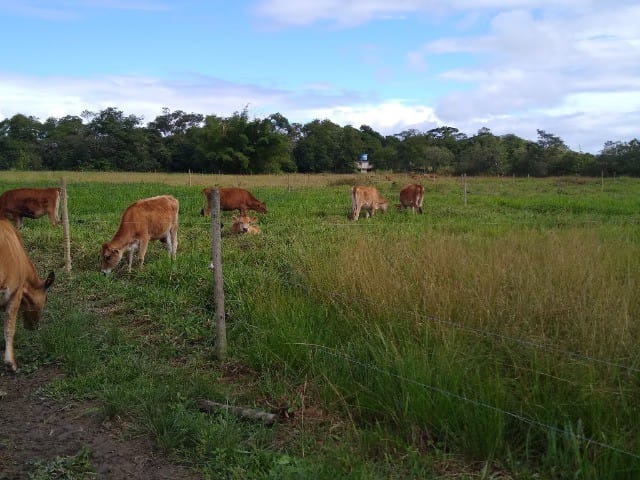 Fazenda à venda com 5 quartos - Foto 11