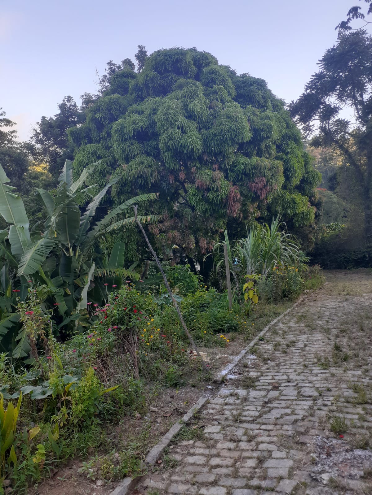 Chácara, 3 quartos - Foto 31