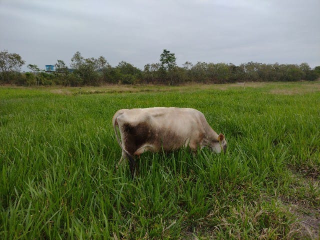 Fazenda-Sítio-Chácara, 5 quartos - Foto 3