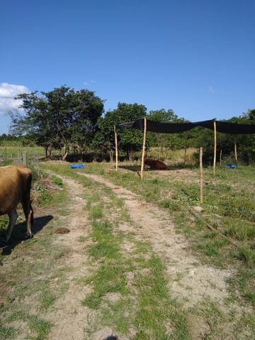 Fazenda à venda com 5 quartos - Foto 6