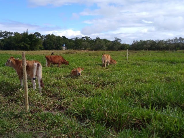 Fazenda à venda com 5 quartos - Foto 7