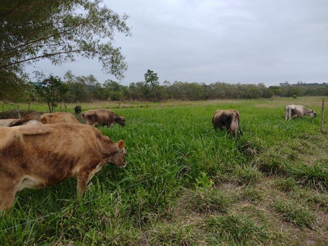 Fazenda-Sítio-Chácara, 5 quartos - Foto 2