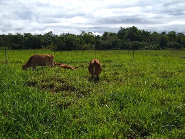 Fazenda à venda com 5 quartos - Foto 9