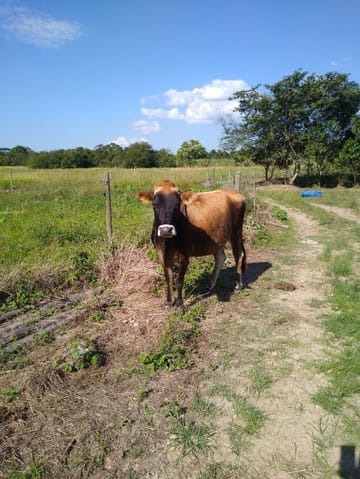 Fazenda à venda com 5 quartos - Foto 8