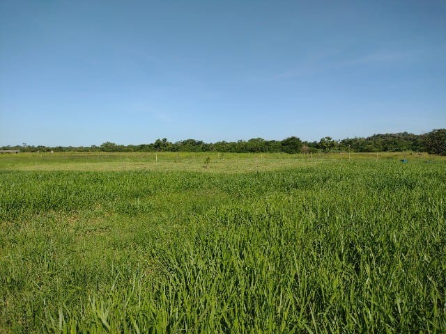 Fazenda à venda com 5 quartos - Foto 17