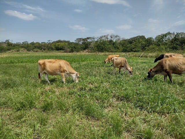 Fazenda-Sítio-Chácara, 5 quartos - Foto 1