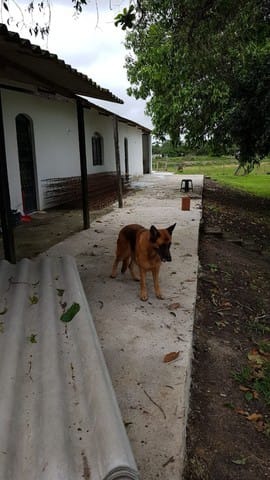 Fazenda à venda com 5 quartos - Foto 14