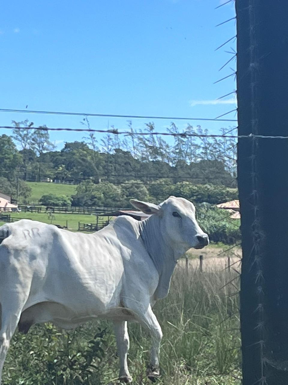 Fazenda à venda - Foto 30