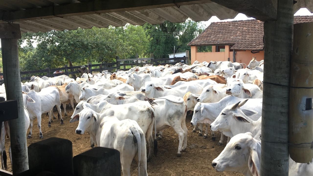 Fazenda à venda - Foto 5