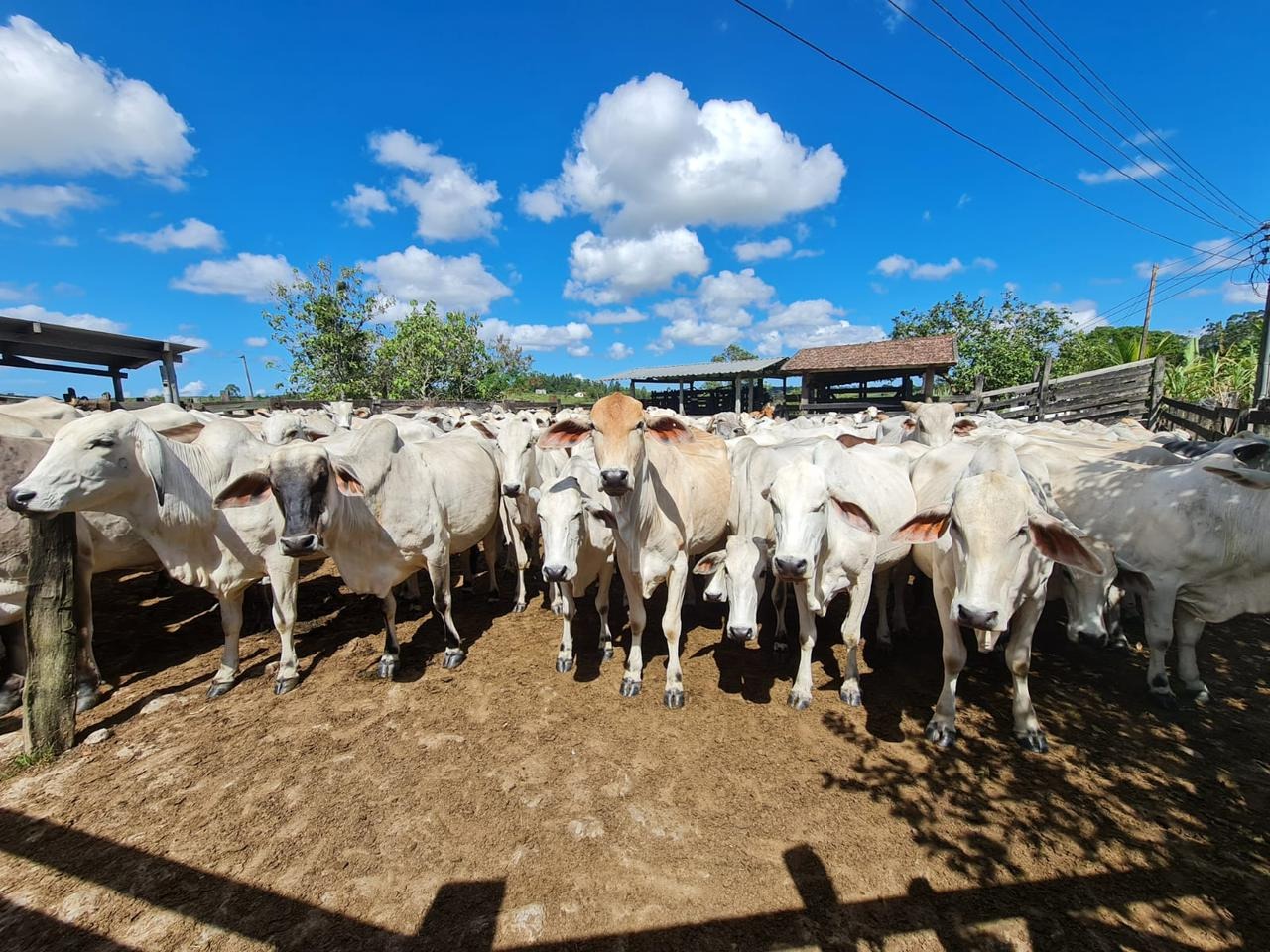 Fazenda à venda - Foto 66